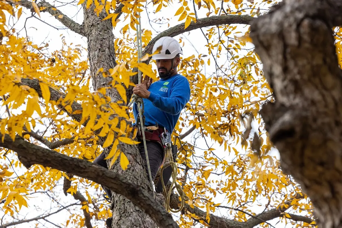 Skilled Tree Planting crew working in Mount Vernon